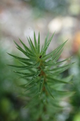 Dawsonia