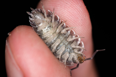 Porcellio obsoletus