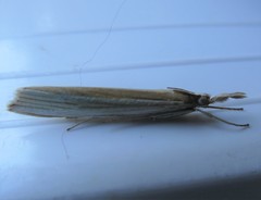 Orocrambus angustipennis