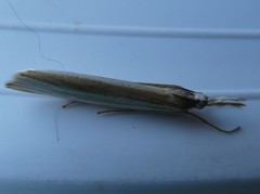 Orocrambus angustipennis