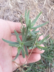 Lithospermum incisum