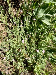 Epilobium glaberrimum