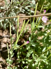 Epilobium glaberrimum