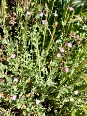 Epilobium glaberrimum