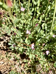 Epilobium glaberrimum