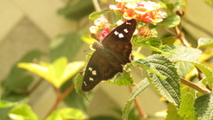 Polygonus leo arizonensis