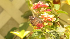 Polygonus leo arizonensis