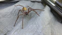 Califorctenus cacachilensis