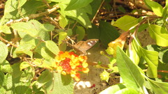 Polygonus leo arizonensis