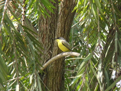 Todirostrum cinereum