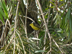 Todirostrum cinereum