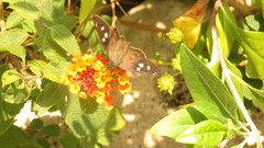 Polygonus leo arizonensis