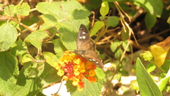 Polygonus leo arizonensis