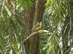 Todirostrum cinereum