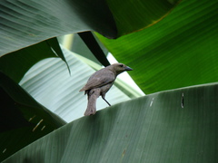 Molothrus bonariensis