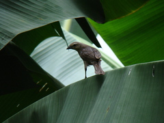 Molothrus bonariensis