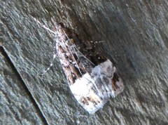 Scoparia minusculalis