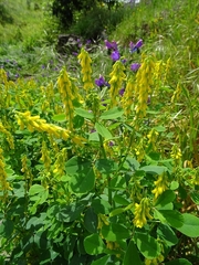 Melilotus italicus