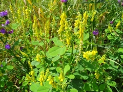 Melilotus italicus