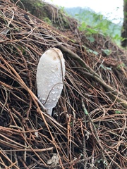 Fungi