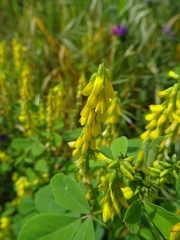 Melilotus italicus