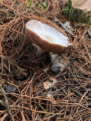 Fungi