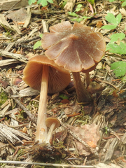 Entoloma pallescens