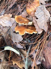 Fungi