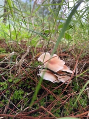 Fungi