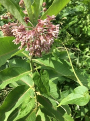 Asclepias syriaca