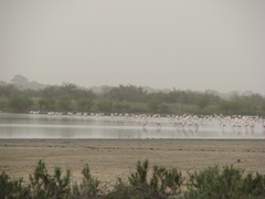 Phoenicopterus roseus