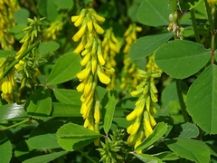 Melilotus italicus