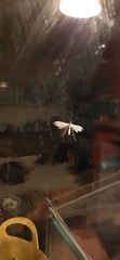 Pterophorus pentadactyla
