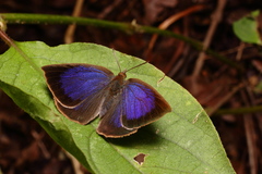 Arhopala japonica