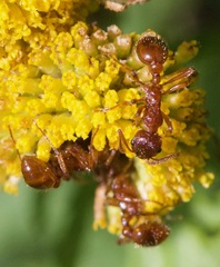 Myrmica rubra