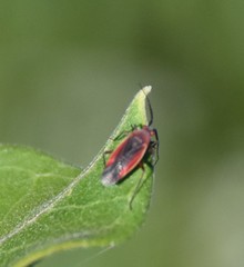 Lopidea instabilis
