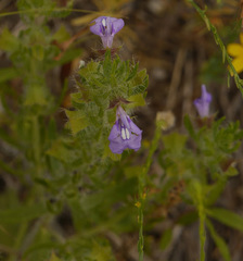 Salvia texana