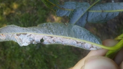 Phyllocnistis saligna