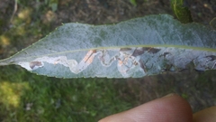Phyllocnistis saligna