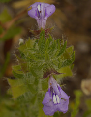 Salvia texana