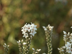 Epacris microphylla
