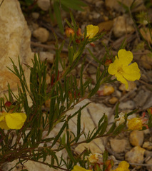 Oenothera serrulata