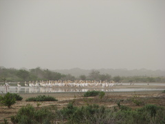 Pelecanus onocrotalus