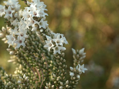 Epacris microphylla