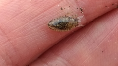 Cirolana harfordi
