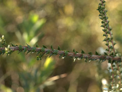 Epacris microphylla