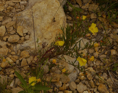 Oenothera serrulata