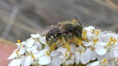 Anthidium