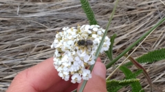 Anthidium