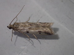 Phycitodes binaevella